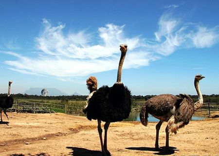 春節(jié)去哪兒？出游地圖告訴您！