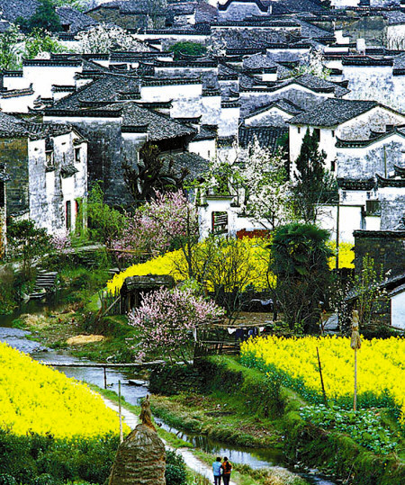 如何拍攝油菜花？達人教你7個拍攝技巧