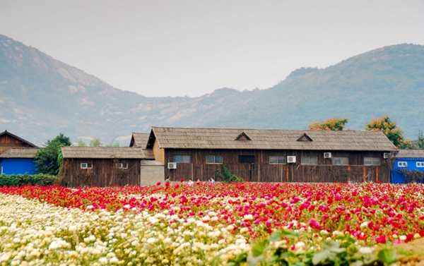 約會(huì)郁金香 醉美嵖岈山