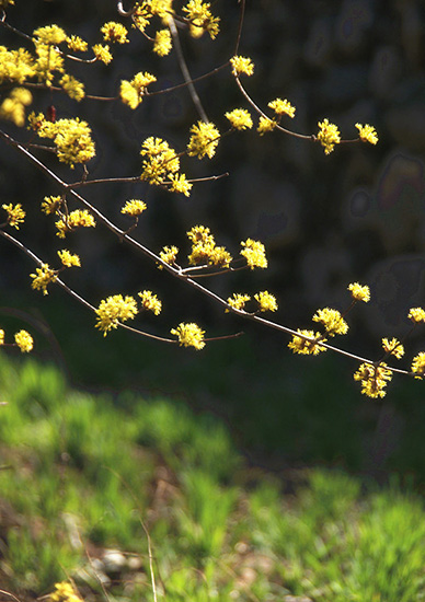 有一種呼喚，叫春天里的蟒河！