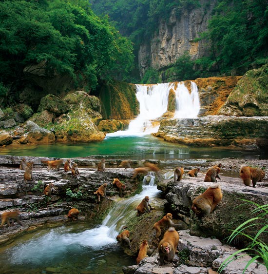 小長假游客扎堆蟒河、擠爆猴山