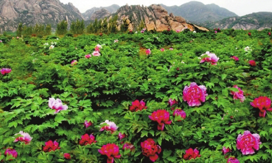 探幽峽醉牡丹風(fēng)月無邊嵖岈山 探幽峽醉牡丹風(fēng)月無邊嵖岈山