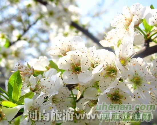 賞花路線 賞花路線