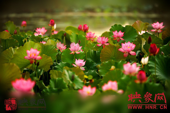 7月5日,第七屆淮陽(yáng)荷花節(jié)將于7月8日正式拉開(kāi)序幕。