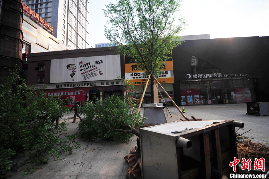 我和我的小伙伴們都驚呆了！沈陽真樹"種"上假樹葉