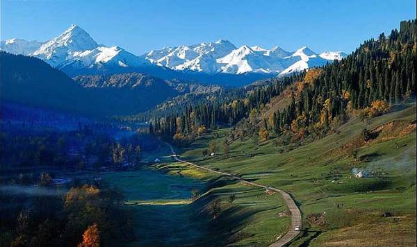 天山雪嶺云杉林 天山雪嶺云杉林