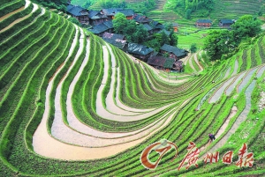 　　龍勝梯田錯(cuò)落有致。