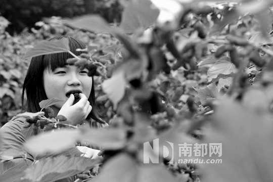 　　　　寶桑園桑葚已成熟,“五一”假期前都是吃桑葚的季節(jié)。南都記者 李向新 攝