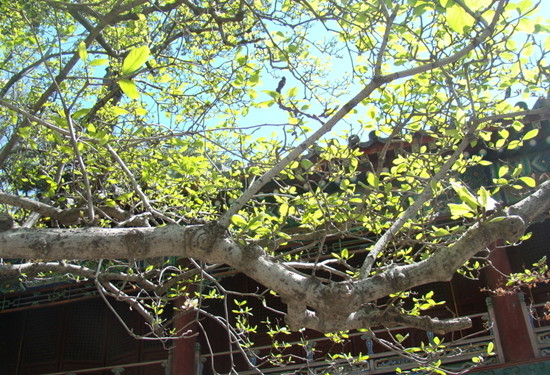 春賞玉蘭第一枝 玉蘭觀賞地推薦 春賞玉蘭第一枝 玉蘭觀賞地推薦