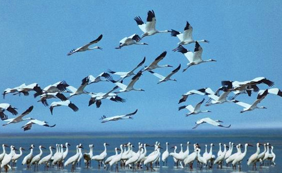 冬季觀鳥正當時:捕捉美麗 拍攝優(yōu)雅