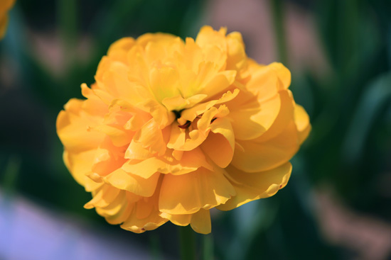 鄭州綠博園郁金香進(jìn)入最佳觀賞期 鄭州綠博園郁金香進(jìn)入最佳觀賞期