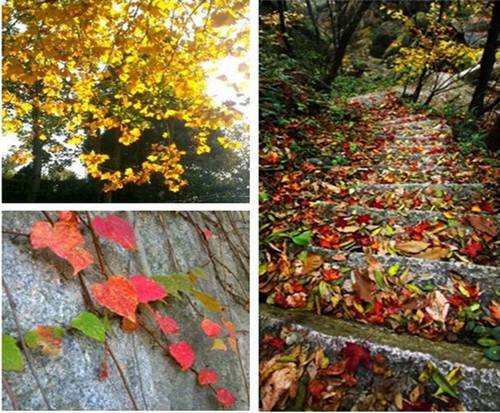 金秋時(shí)節(jié) 到信陽(yáng)雞公山享受慢旅游生活 金秋時(shí)節(jié) 到信陽(yáng)雞公山享受慢旅游生活