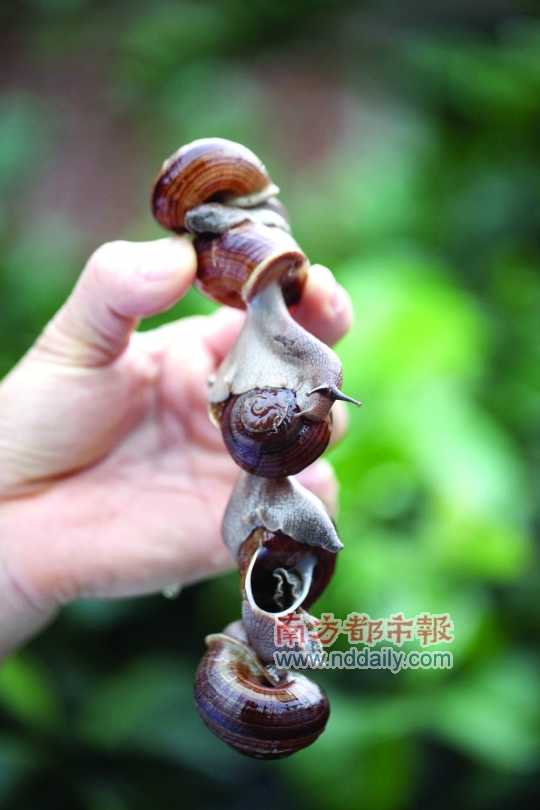 廣西的野生蝸牛追求原汁原味，做法也非常精簡。