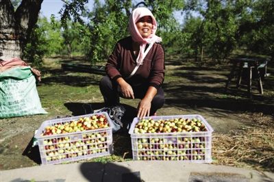 黃驊冬棗與梭子蟹齊名，但很多外地人并不知道它的好。