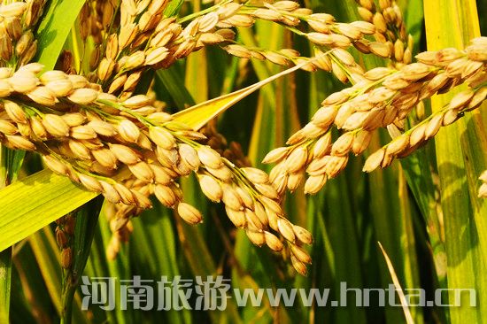 【新鄉(xiāng)特產(chǎn)】原陽(yáng)大米 【新鄉(xiāng)特產(chǎn)】原陽(yáng)大米