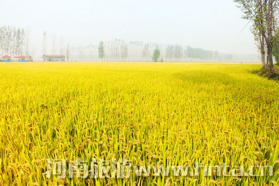 【新鄉(xiāng)特產(chǎn)】原陽(yáng)大米 【新鄉(xiāng)特產(chǎn)】原陽(yáng)大米