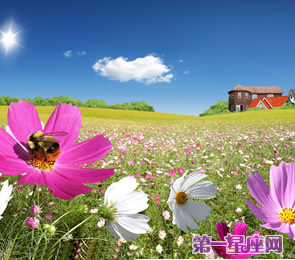 十二星座代表什么花？