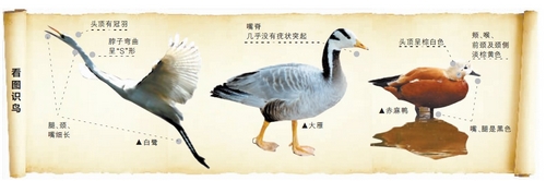 候鳥遷徙引市民關注 網友：保護鳥類要先了解它們