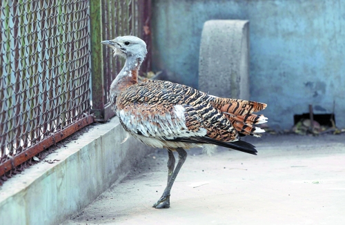 候鳥遷徙引市民關注 網友：保護鳥類要先了解它們