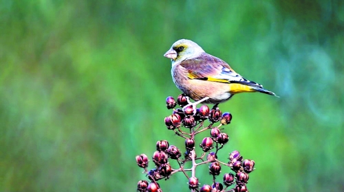 候鳥遷徙引市民關注 網友：保護鳥類要先了解它們