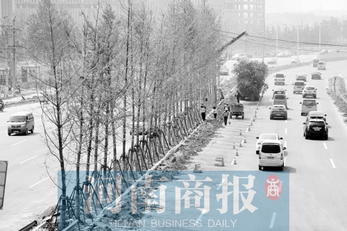 　西三環(huán)化工路，工人正在車道中間種植銀杏樹