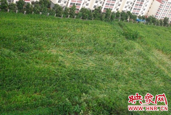 據(jù)映象網(wǎng)網(wǎng)友趙冠召反映，8月7日下午鄭州高新技術開發(fā)區(qū)突降暴雨冰雹，致使附近農(nóng)田近三分之一玉米倒伏