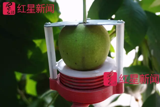 文玩核桃遇冷由幾萬一對降到5元沒人要？商戶否認