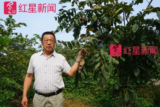 文玩核桃遇冷由幾萬一對降到5元沒人要？商戶否認