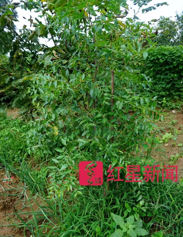 文玩核桃遇冷由幾萬一對降到5元沒人要？商戶否認