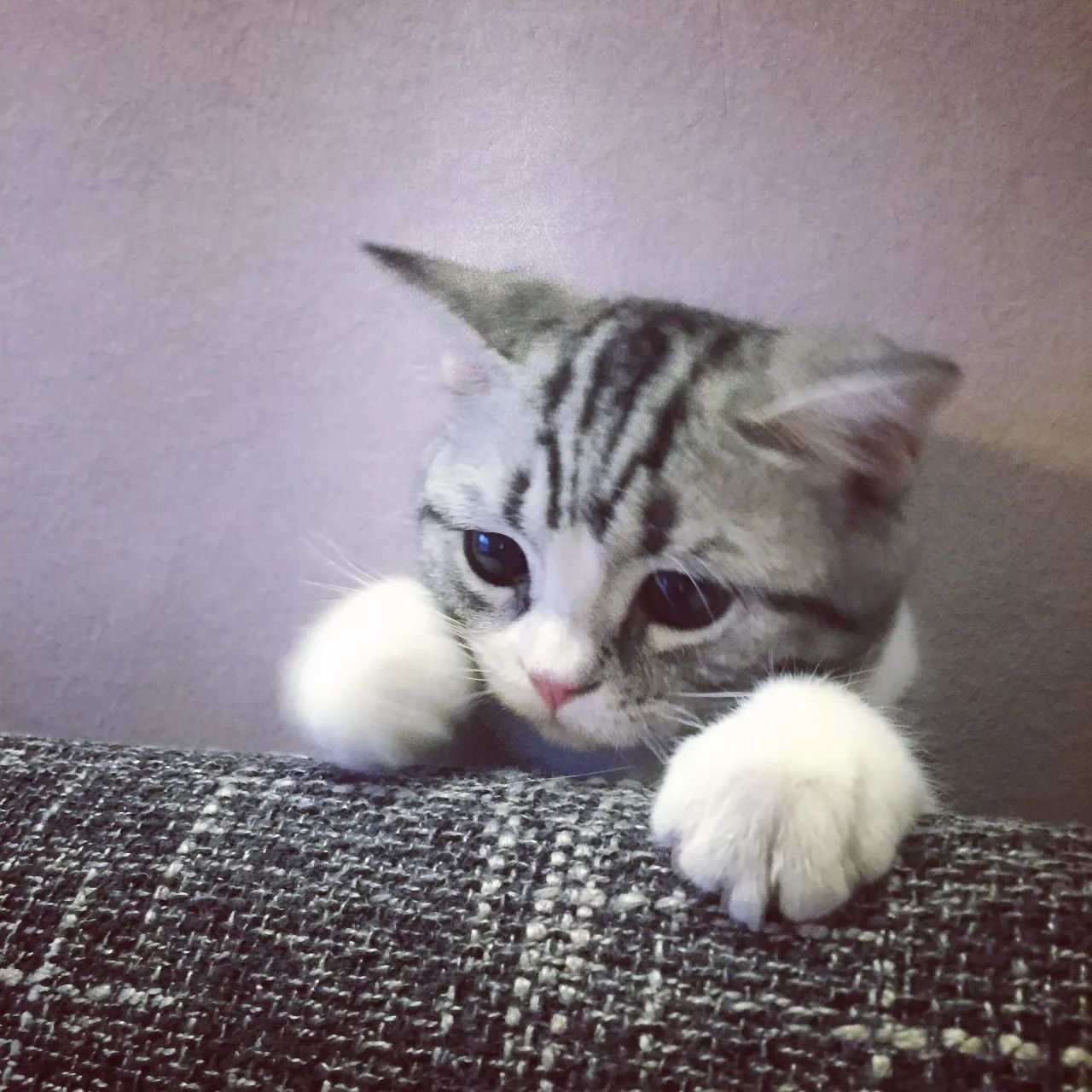 一只虛擬寵物貓叫價(jià)13億元？云養(yǎng)貓成真