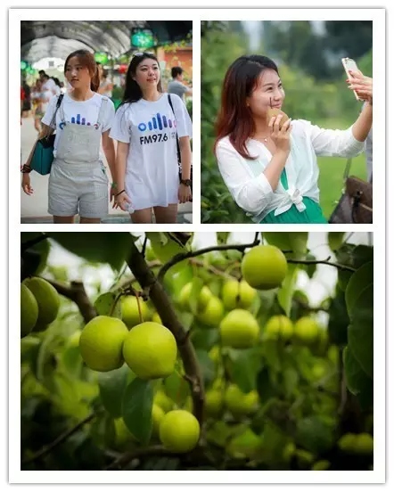 美女與香梨，你更愛哪一個？！