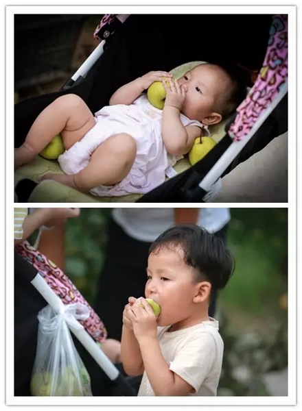 純天然無公害，新鮮采摘，直接入口！