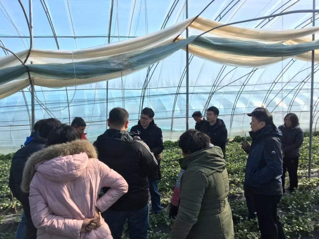 鄭州果樹(shù)所草莓專家服務(wù)團(tuán)到草莓棚里指導(dǎo)莓農(nóng)