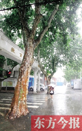 鄭州市緯五路經(jīng)六路一棵50多歲法桐根部被水泥封死 鄭州市緯五路經(jīng)六路一棵50多歲法桐根部被水泥封死