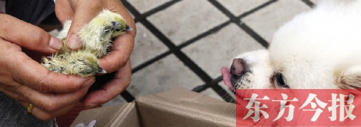 彭女士從老家?guī)?lái)的毛雞蛋，應(yīng)該屬于“活胎毛蛋”