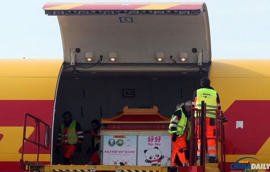 大熊貓“好好”抵達(dá)布魯薩爾國(guó)際機(jī)場(chǎng)。記者 付敬 攝