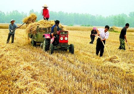 6月1日，舞鋼市礦建街道張我莊村幫扶隊員在幫村民收秸稈。