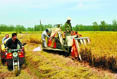 8月25日，農(nóng)機手在固始縣泉河鄉(xiāng)王樓村稻田里開始機收水稻。
