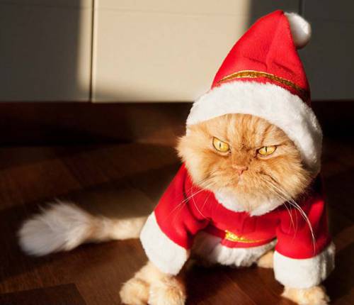 土耳其波斯貓擺臭臉走紅 土耳其波斯貓擺臭臉走紅