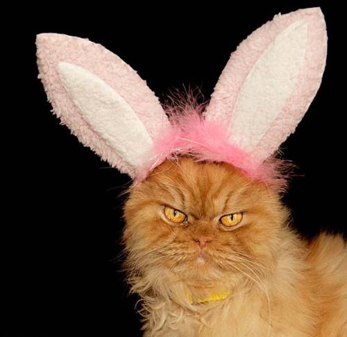 土耳其波斯貓擺臭臉走紅 土耳其波斯貓擺臭臉走紅