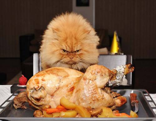 土耳其波斯貓擺臭臉走紅 土耳其波斯貓擺臭臉走紅