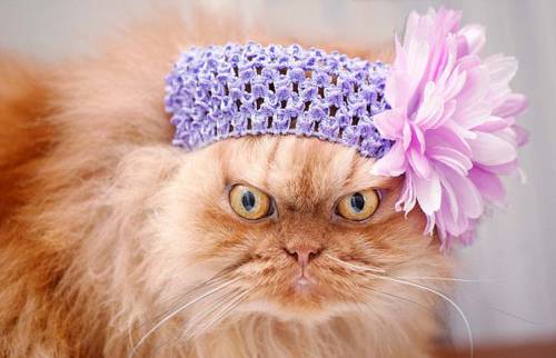 土耳其波斯貓擺臭臉走紅 土耳其波斯貓擺臭臉走紅