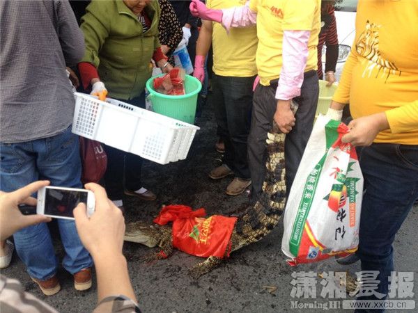 兩車刮擦致螃蟹鱷魚(yú)滿地爬 被路人搶光