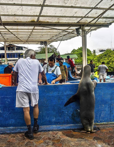 海獅變魚攤常客 排隊(duì)“購(gòu)買”金槍魚