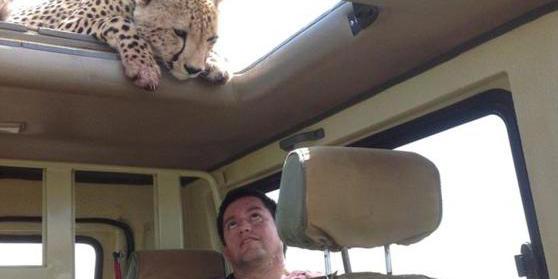 四目相對(duì) 獵豹車頂天窗伸頭凝視旅客