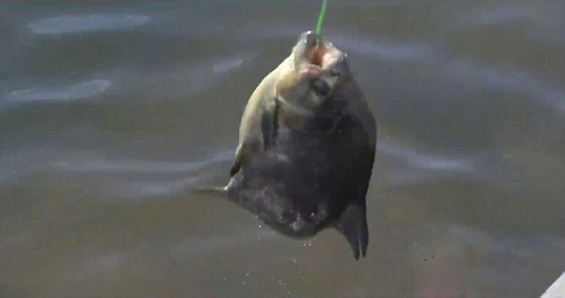 美男子湖中釣到食人魚 偏愛吃男性睪丸 美男子湖中釣到食人魚 偏愛吃男性睪丸