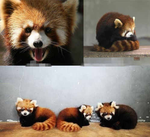 網(wǎng)友猜測(cè)三只小浣熊寓意歐弟老婆懷孕。