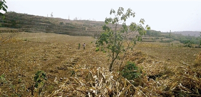 因干旱，農田閑置尚未播種小麥