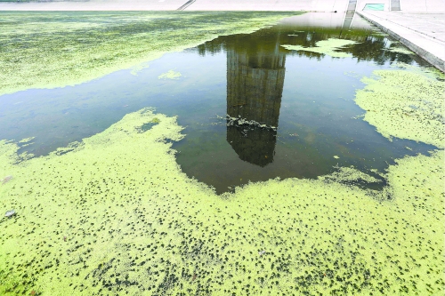 幾近干涸、臭氣熏天、長滿水草的東風(fēng)渠，已不見往日容顏　 記者 侯建勛/攝