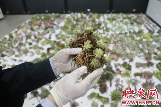 這些被截獲的多肉植物郵件面單上的品名大多申報為“禮物”、“衣服”等，屬于瞞報行為。